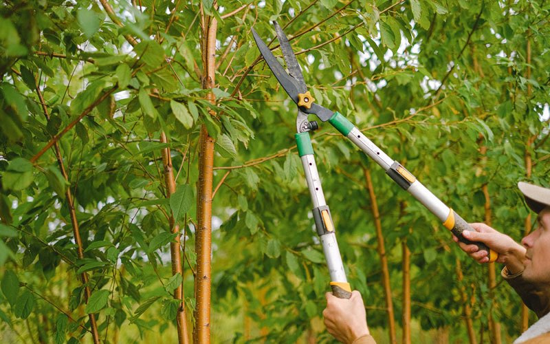 Tree trimming in Teller, AK