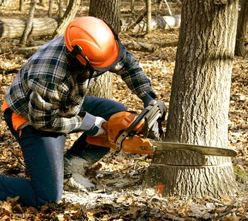 Tree Removal in Teller, AK